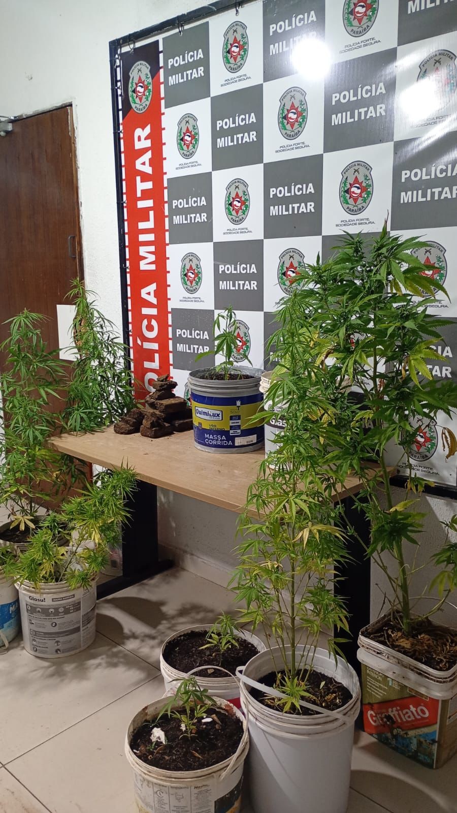 Plantação de pés de maconha para o tráfico de drogas é apreendida pela Polícia Militar em João Pessoa