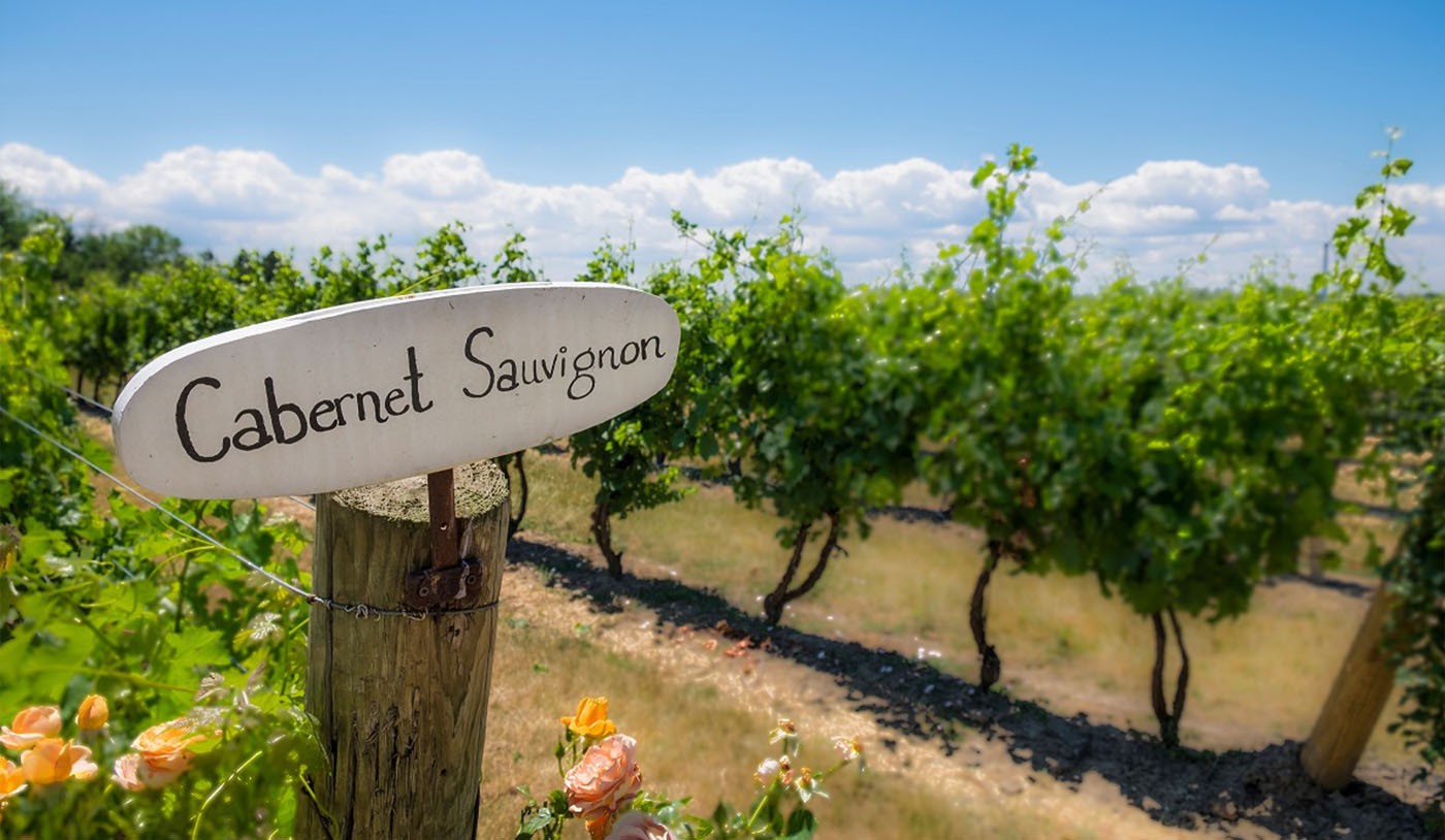 Pinot Noir X Cabernet Sauvignon: quais as diferenças dos dois vinhos