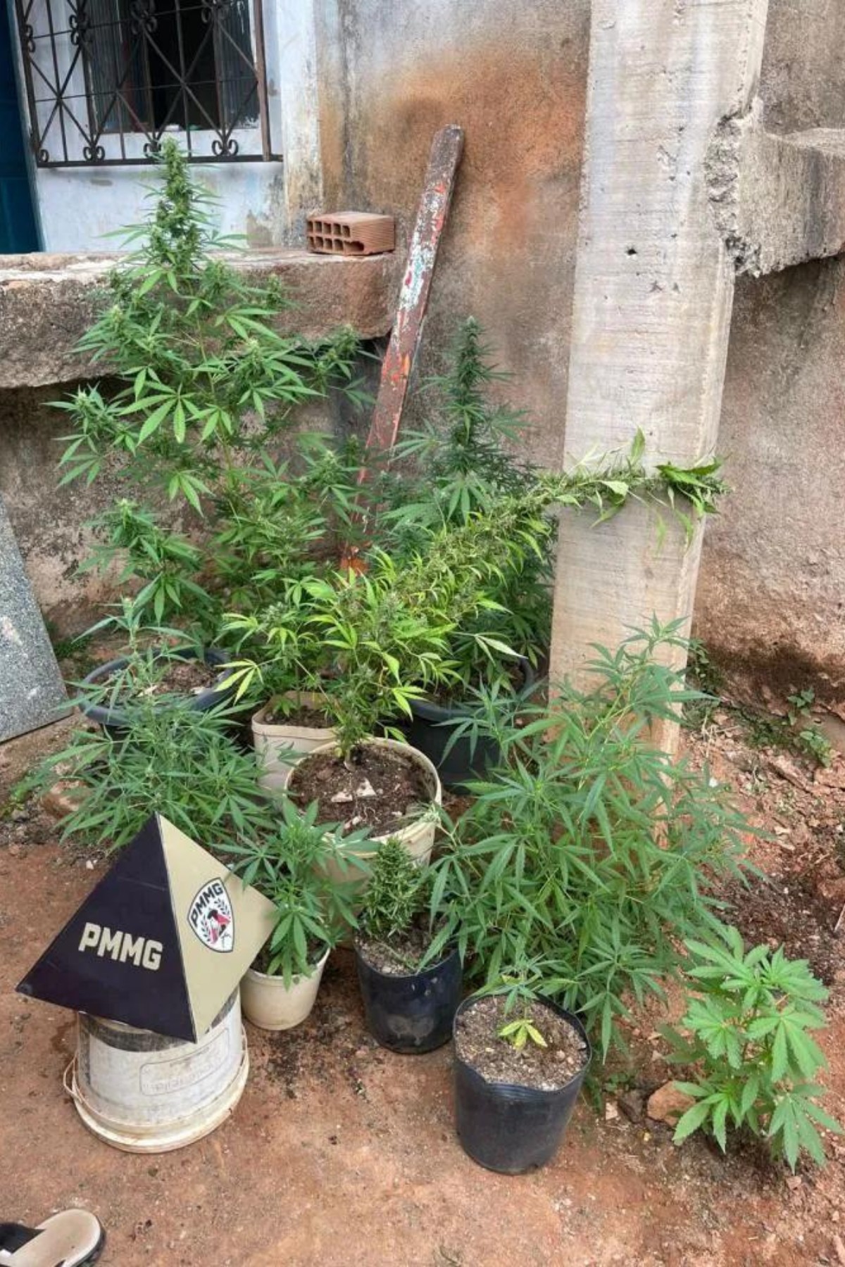 Homem é preso com 12 pés de maconha dentro de casa em Timóteo