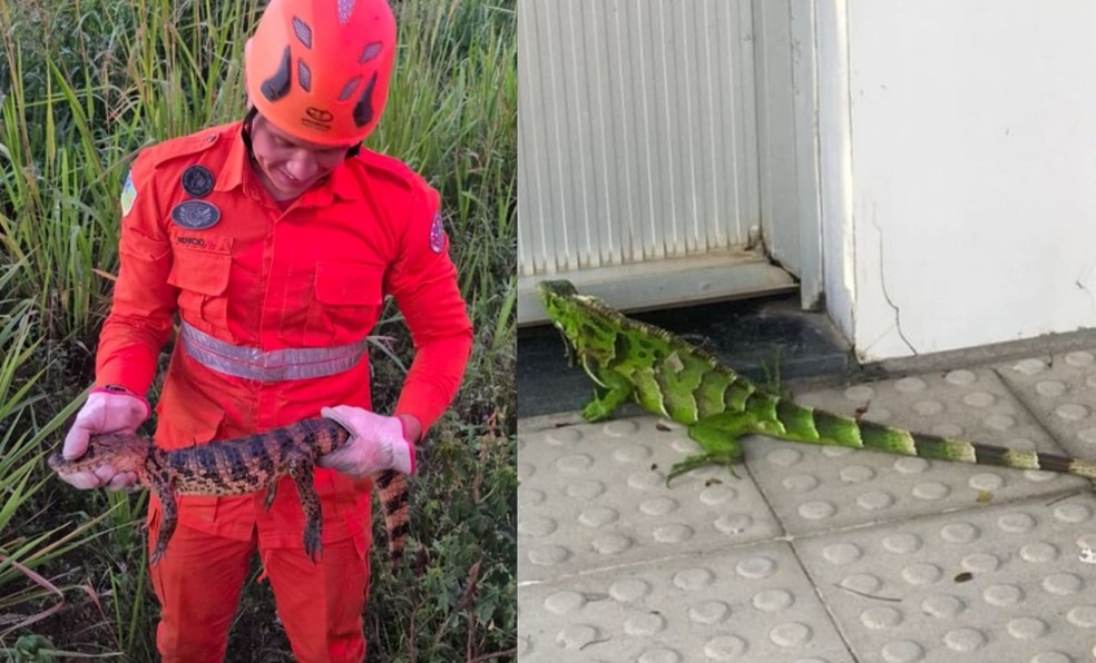 Jacaré e iguana são resgatados por bombeiros em cidades do interior de Sergipe. — Foto: CBM/SE
