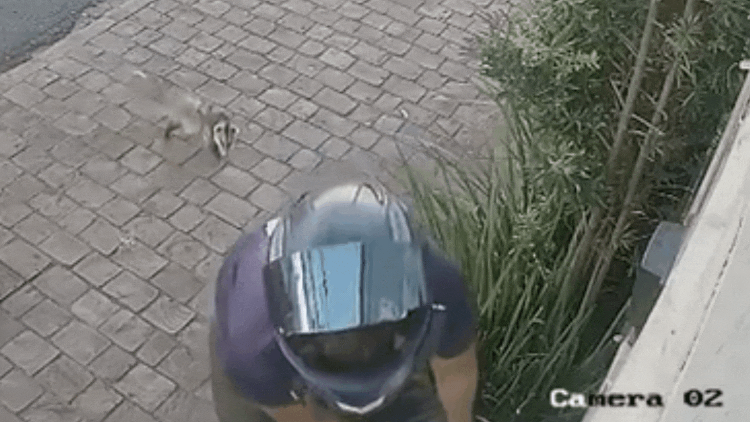 VÍDEO: Gambá aproveita momento de calma em rua movimentada para reencontrar filhotes em MG