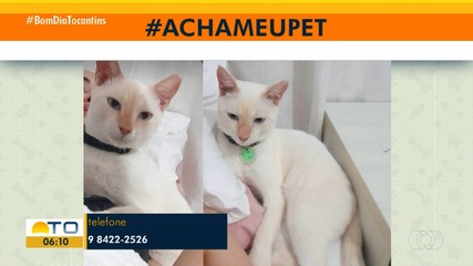 Acha Meu Pet: tutor busca por gato desaparecido na quadra 303 Sul em Palmas