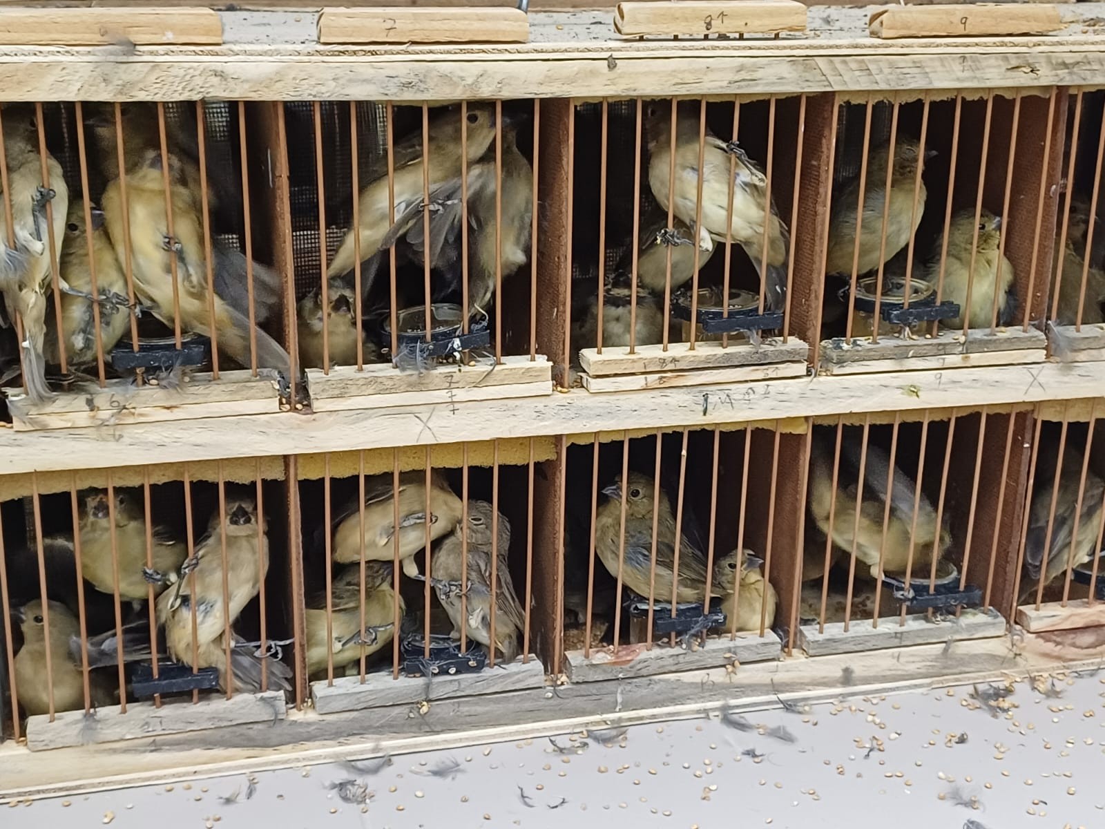 PRF resgata 584 animais silvestres em Iati