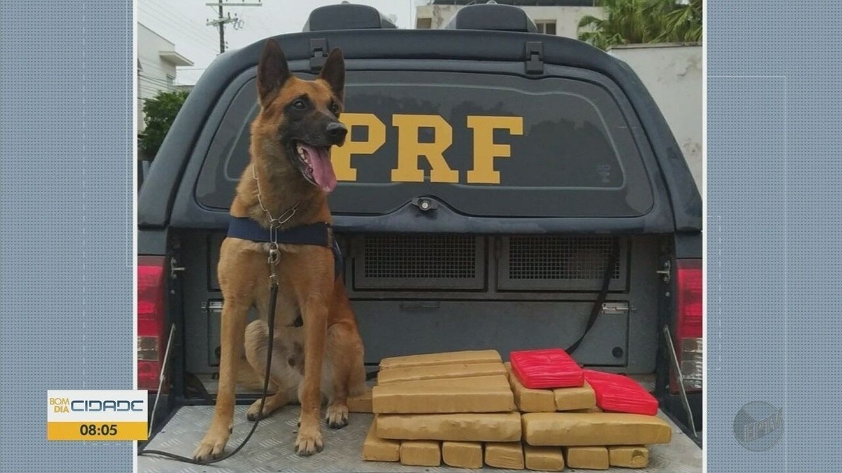 Com Auxilio De Cão Farejador Prf Apreende 20 Quilos De Maconha Em