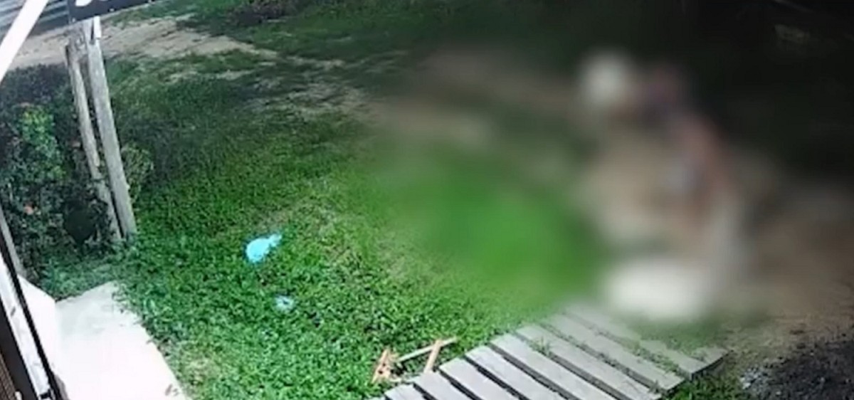Homem é preso por maus-tratos após arremessar gato contra o chão em Muaná, no Marajó