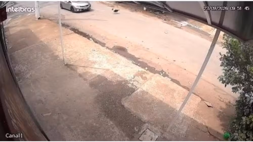 Motorista atropela cão e foge sem prestar socorro em Patos de Minas
