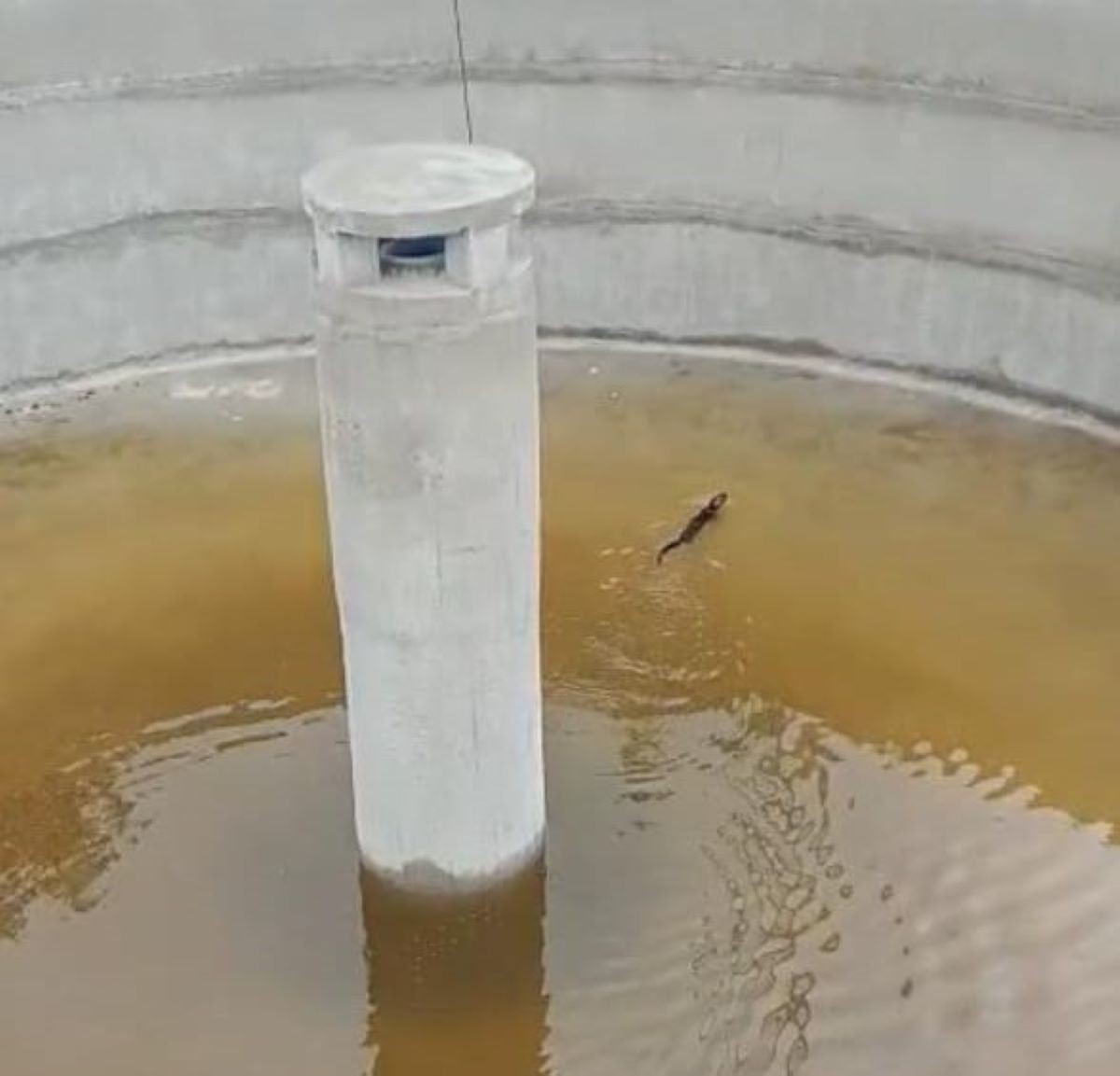 VÍDEO: Lontra nada em tanque profundo de estação de tratamento antes de ser resgatada em MG
