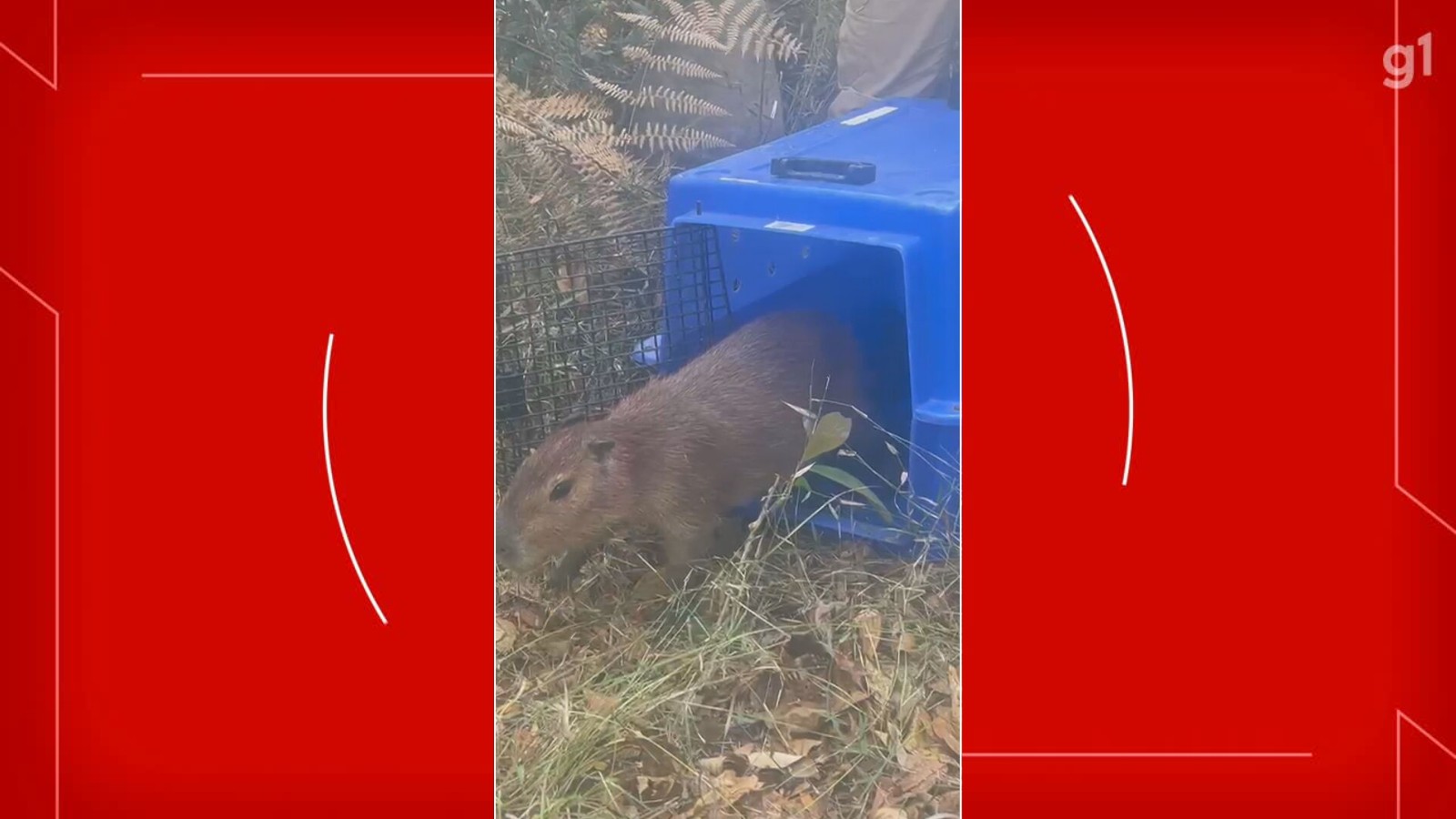 Filhote de capivara que sobreviveu a atropelamento no DF é devolvida à natureza; veja VÍDEO