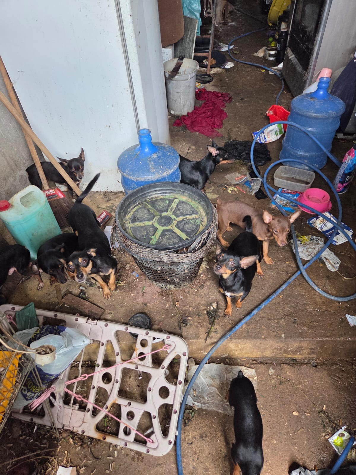 Idosa é presa por maus-tratos a 18 cães e criação irregular de animais em Iapu