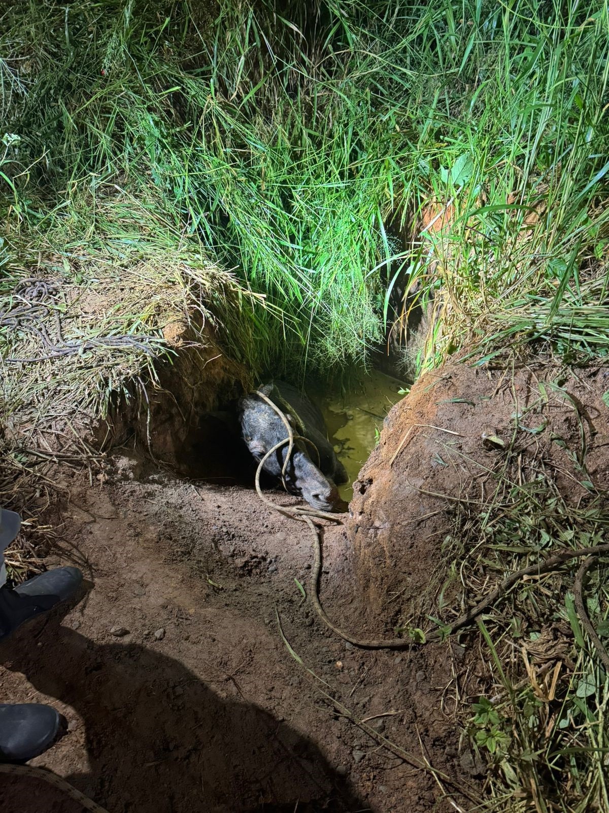 Cavalo é resgatado por bombeiros após cair em buraco com água em Juiz de Fora