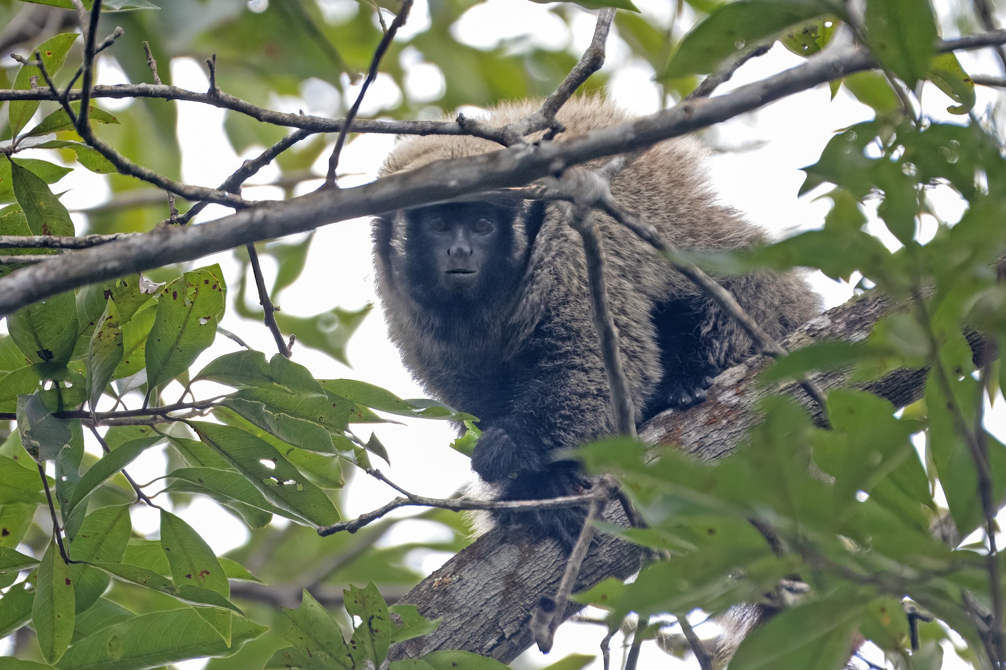 Desmatamento já alcança mais da metade da área de ocorrência do guigó-da-Caatinga, aponta estudo