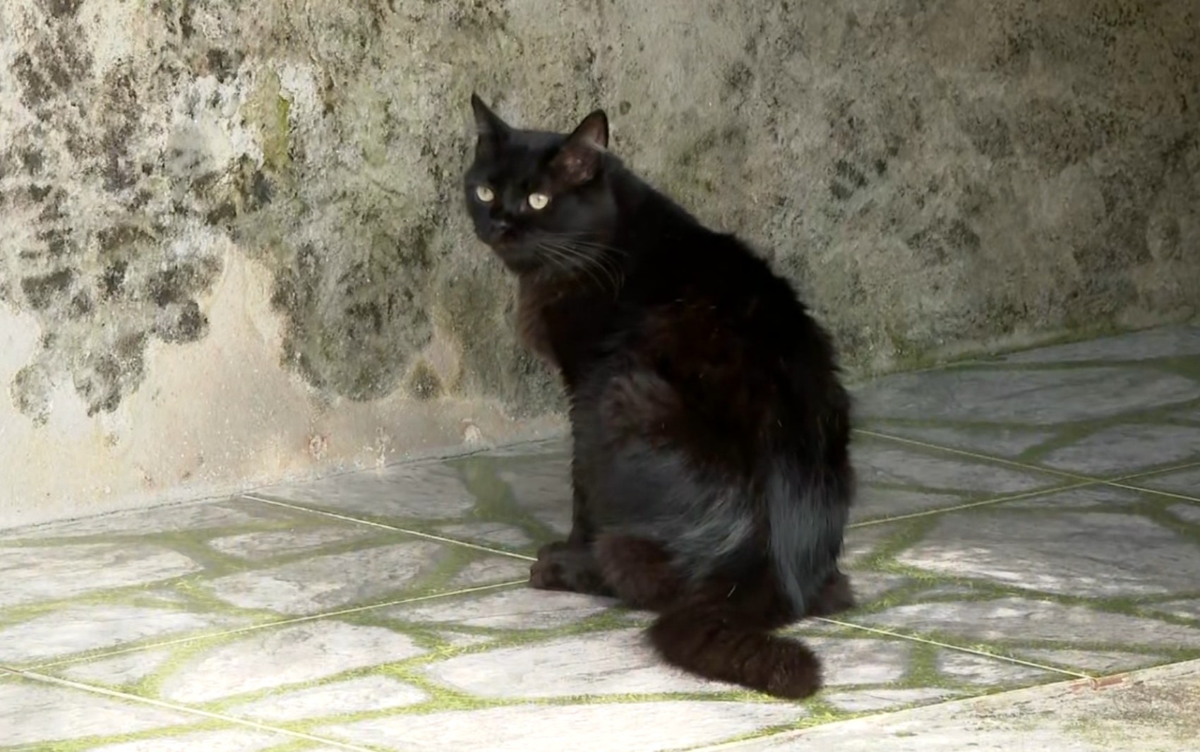 Polícia Civil investiga envenenamento de animais domésticos em Campos Gerais; pelo menos 13 gatos morreram