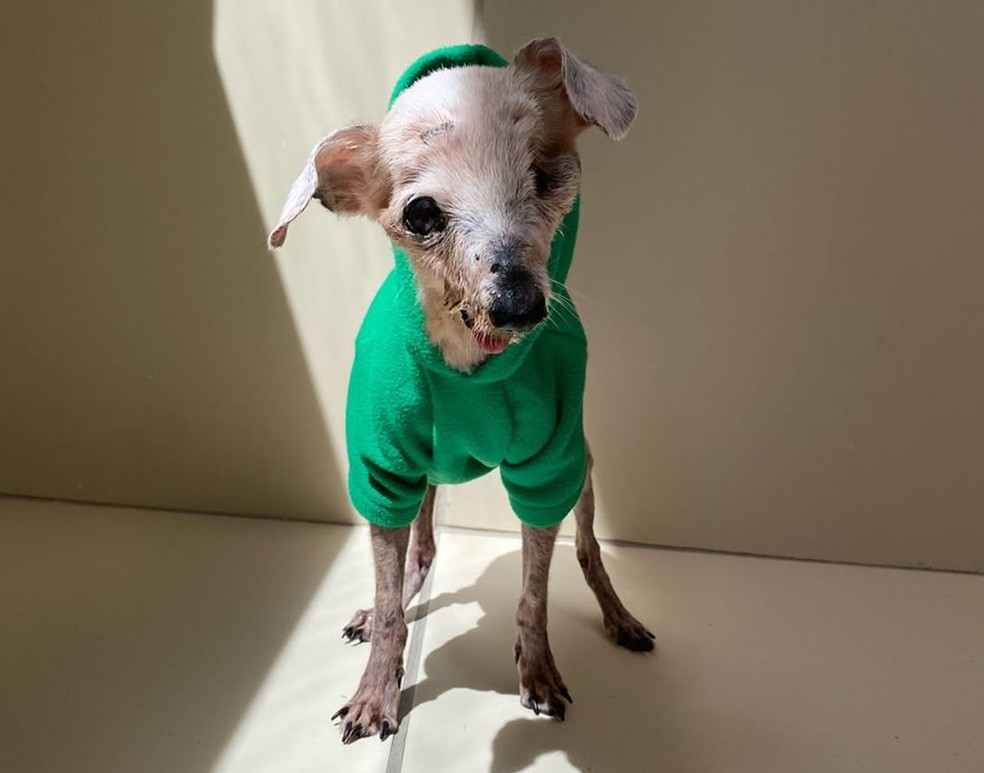 Pingo faleceu com mais de 20 anos de idade — Foto: Reprodução/Instagram