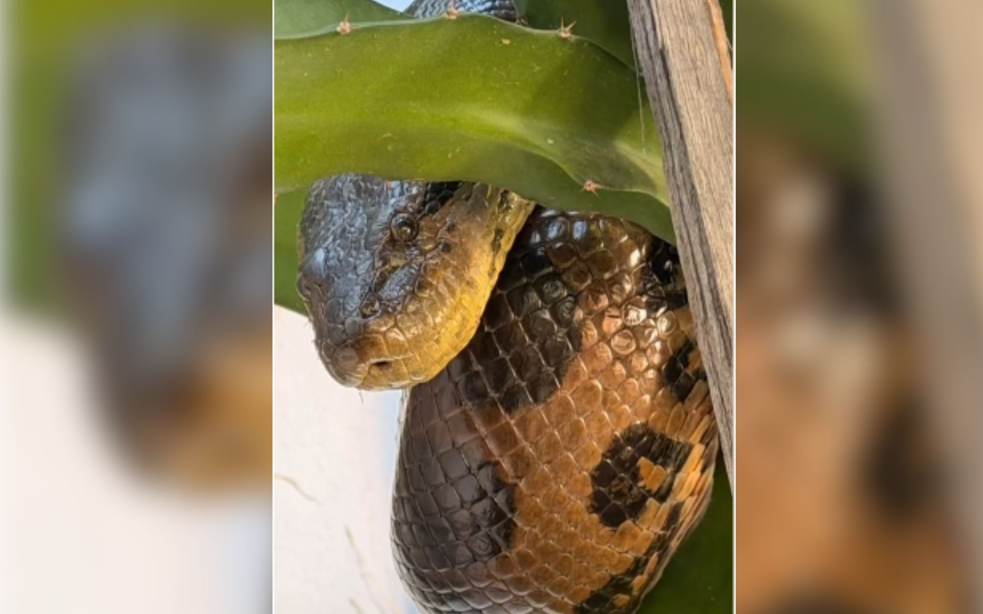 Sucuri de aproximadamente 5 metros é encontrada em quintal de casa no interior de SP; vídeo