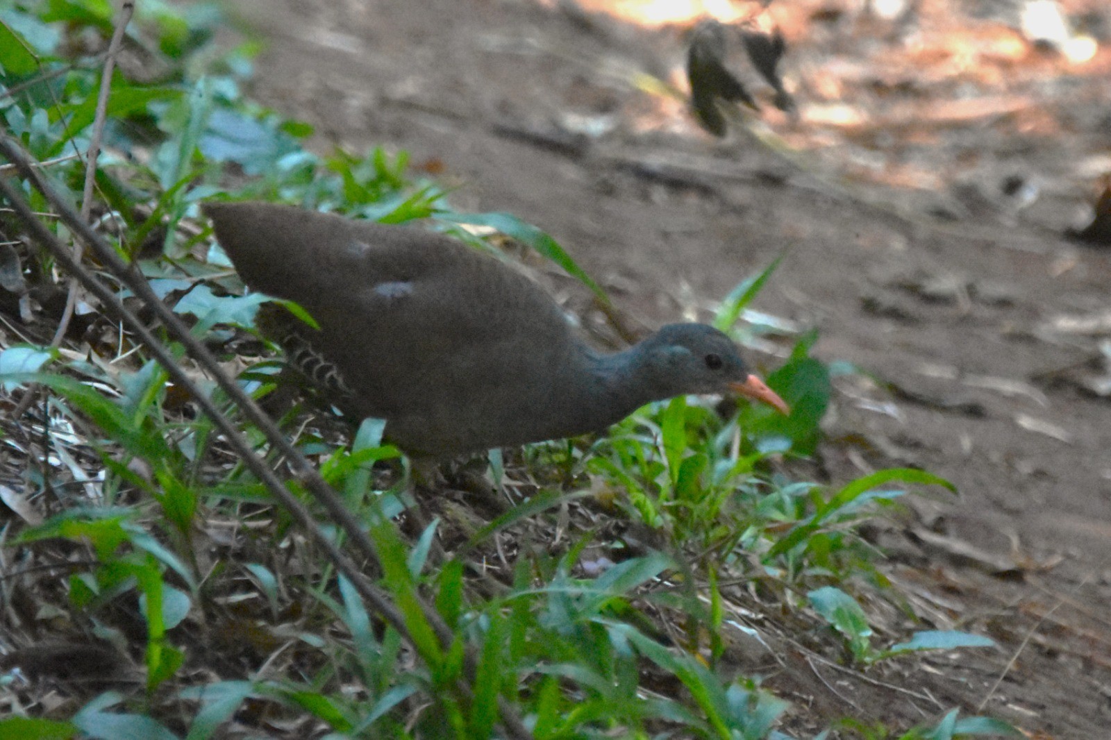 Inhambu-chintã: ave símbolo da música sertaneja ganha registro inédito em Campinas (SP)