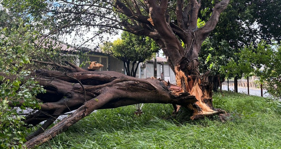 Árvore de grande porte caiu em Campo Grande após temporal. — Foto: Cedida/Tânia Mara Lancaster
