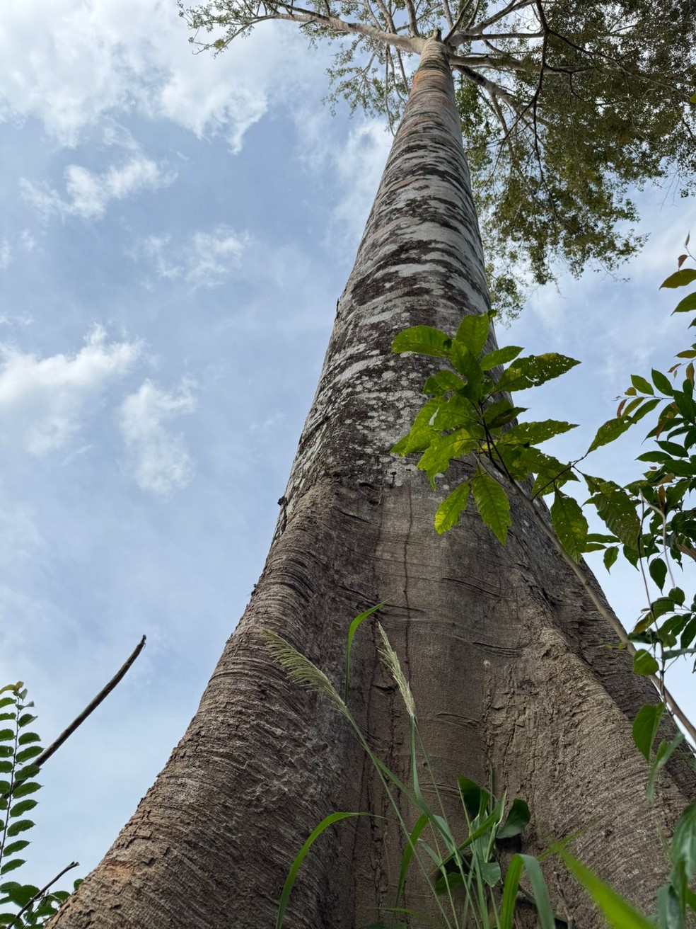 Sumaúma às margens do Rio Madeira — Foto: Marta Regina