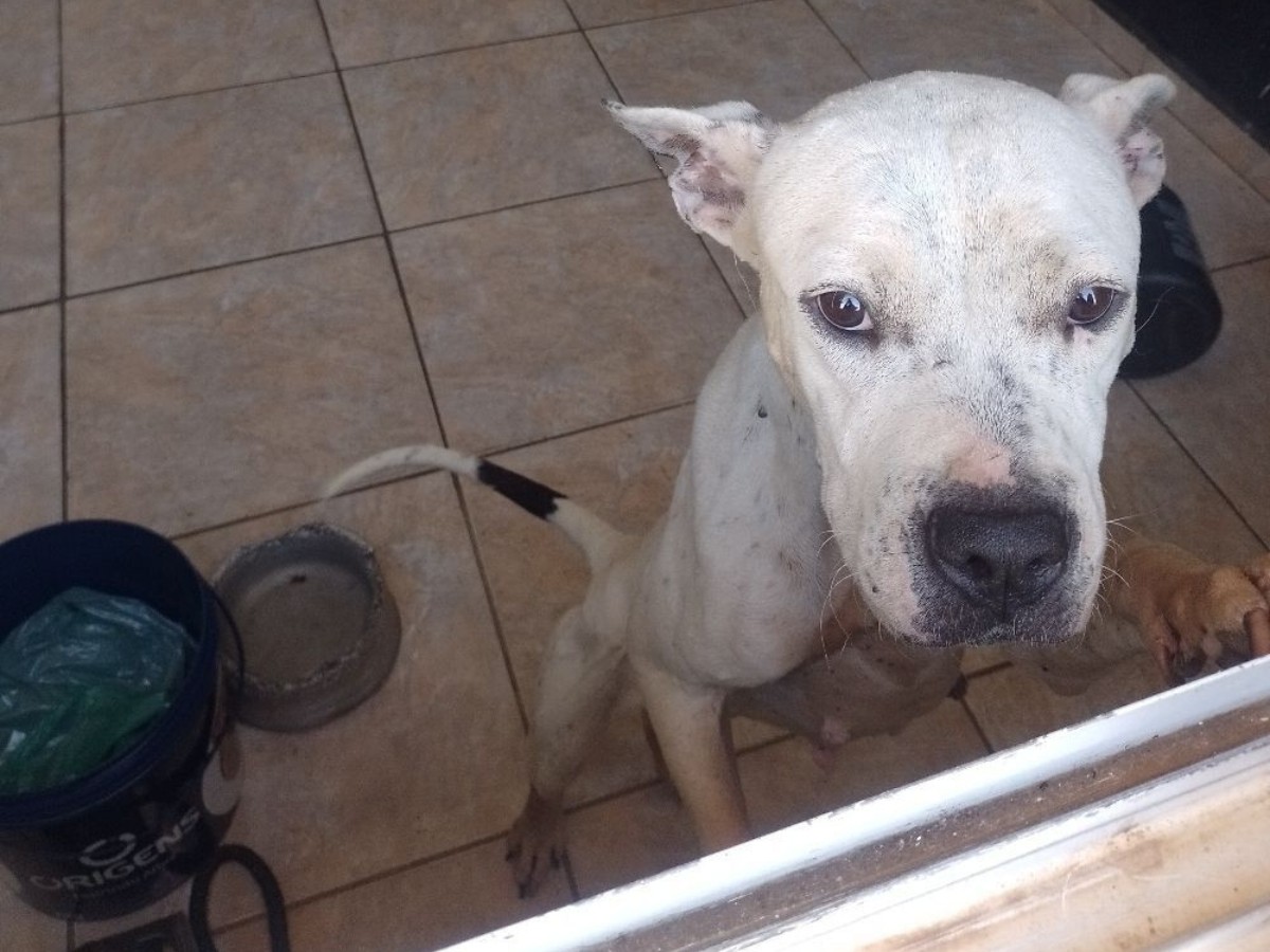 Polícia prende 2 pessoas por maus-tratos a cachorros e cavalo em Capivari, diz PM 