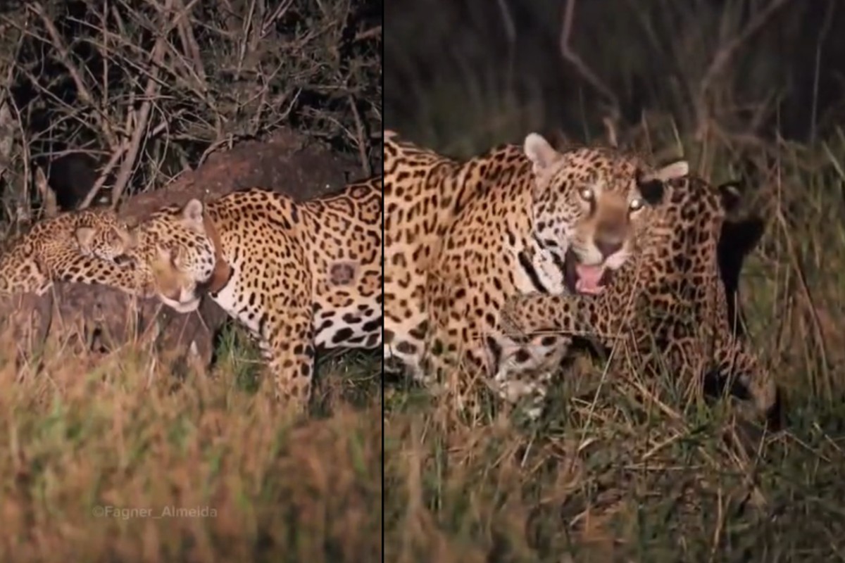 Onça Aroeira surge com filhote de 4 meses e encanta turistas no Pantanal