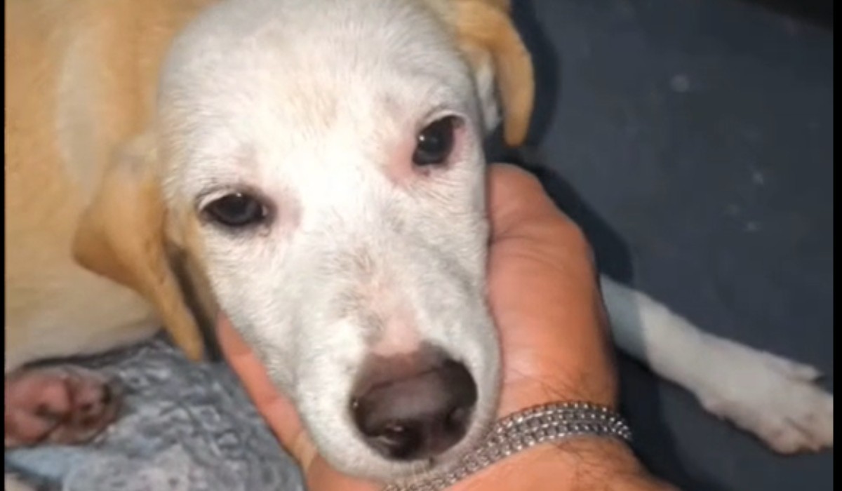 Tripulante que resgatou cadela à deriva em rio no AM diz que animal está bem e ganhou nome: 'Yara'