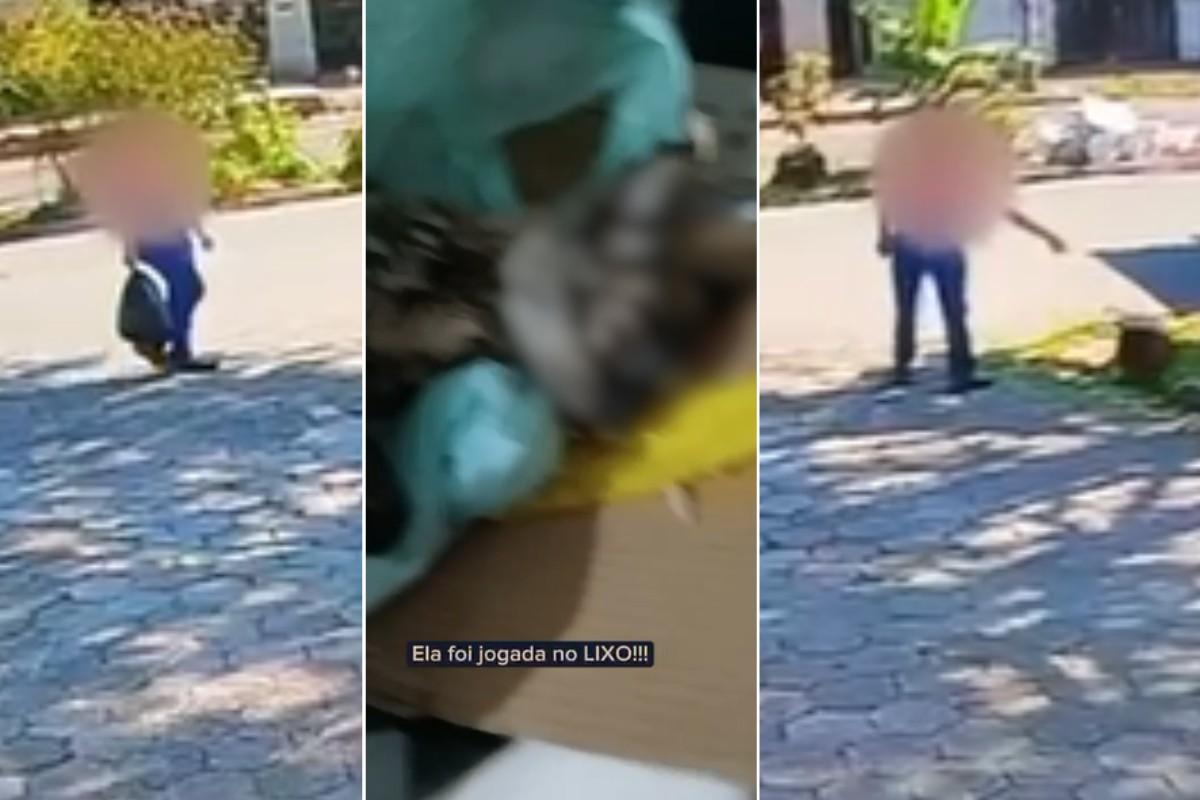 Idoso abandona gata debilitada dentro de saco de lixo em praça no litoral de SP; VÍDEO