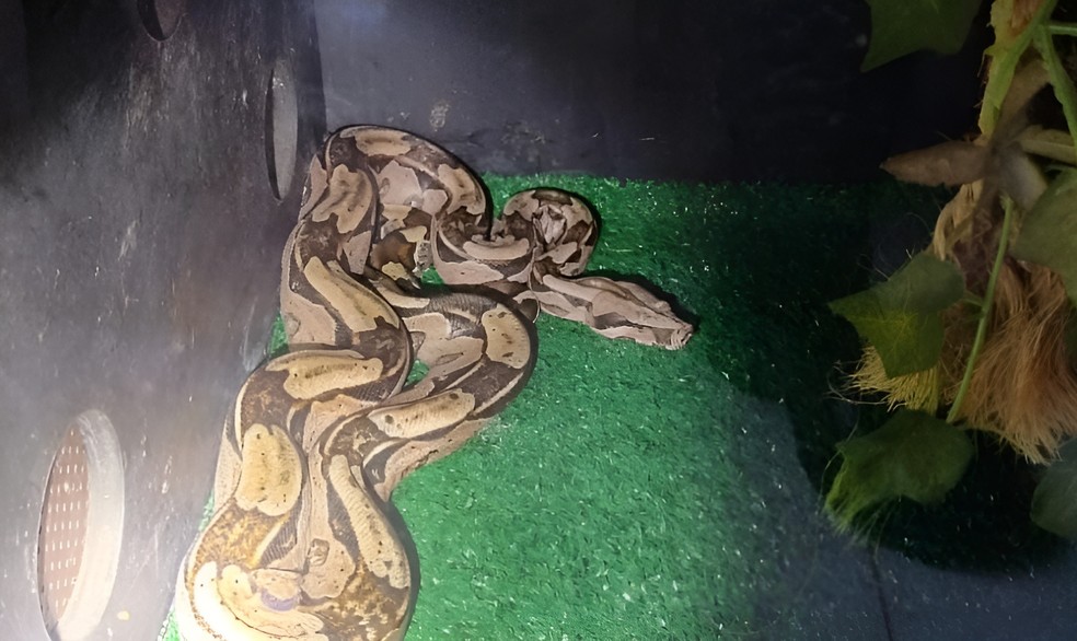 Jiboia estava em gaiola no porta-malas do carro na Rodovia Anhanguera em Leme — Foto: Divulgação