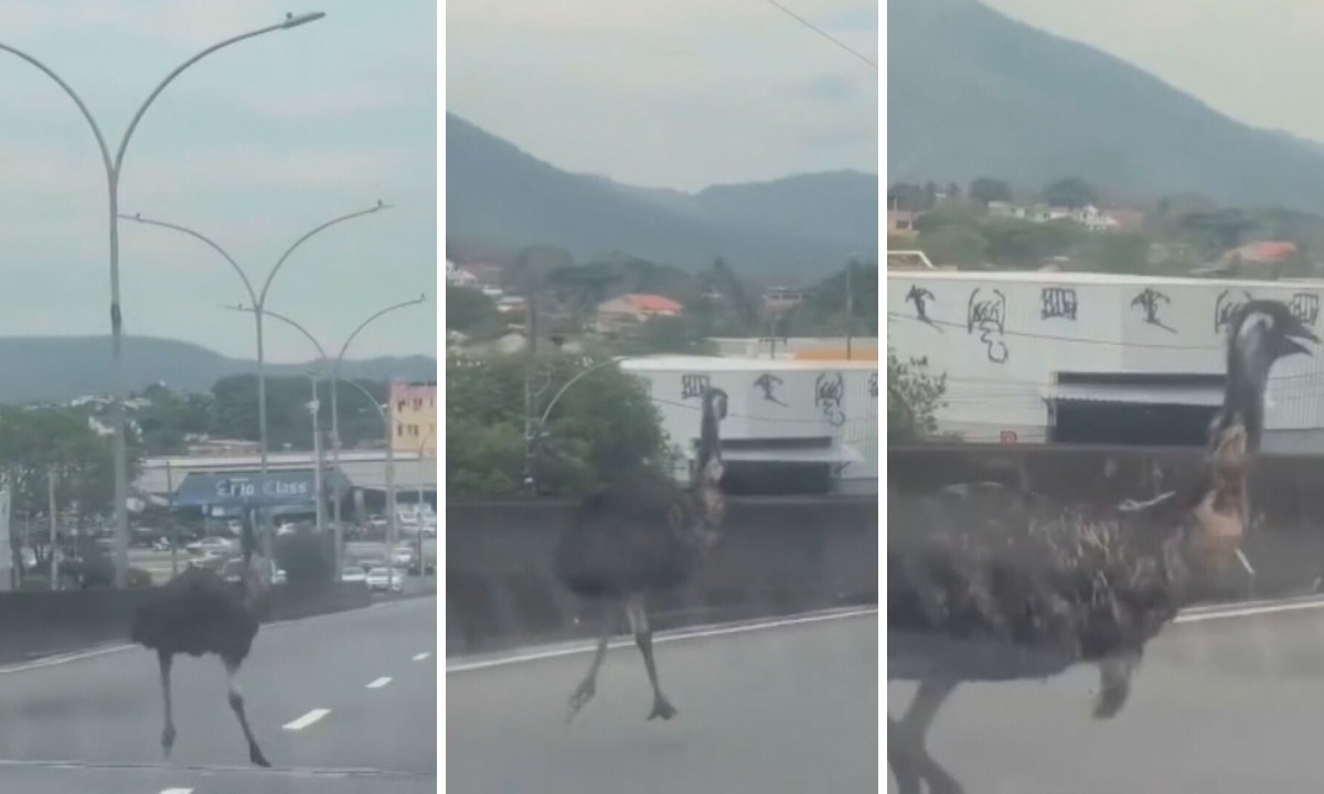 Emu é visto correndo em viaduto de Campo Grande; homem que resgatou a ave é identificado