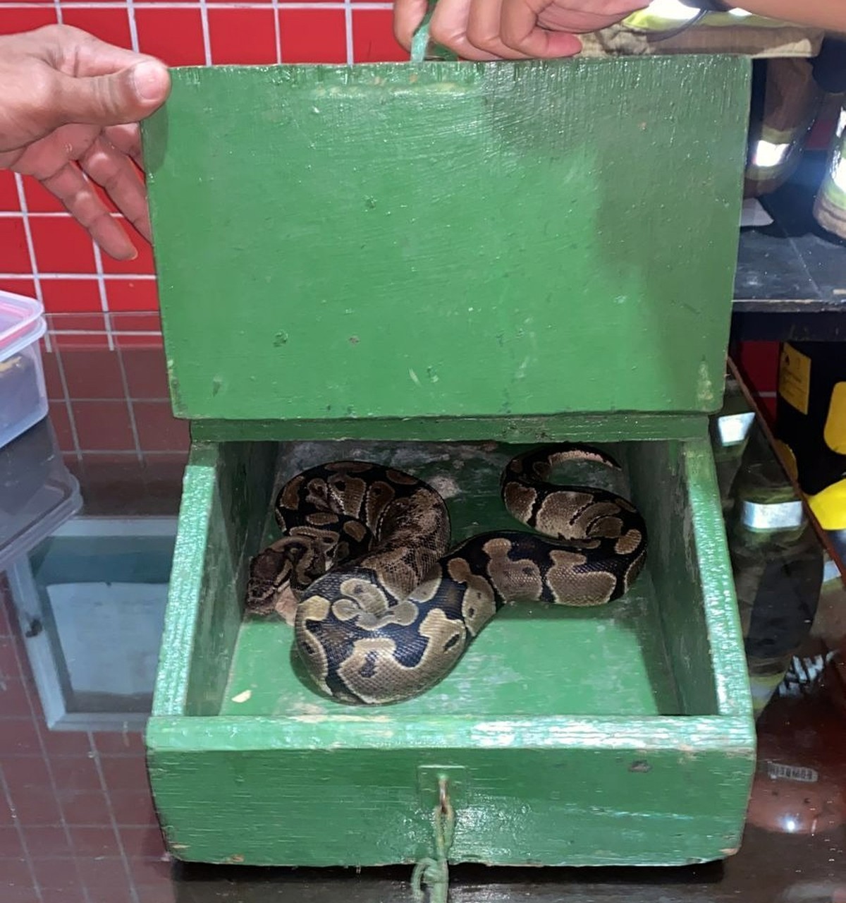 Serpente píton é retirada do Parque Nacional da Tijuca, no Rio
