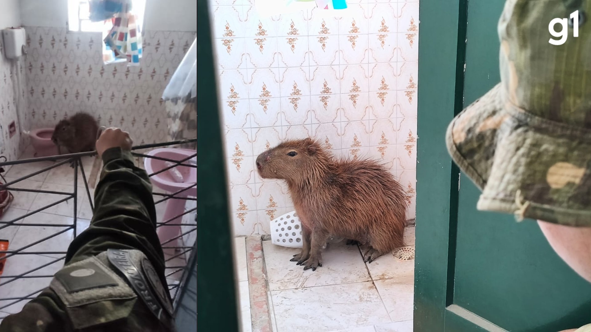 Capivara invade casa e é flagrada em banheiro no Cassino, no RS; veja FOTO