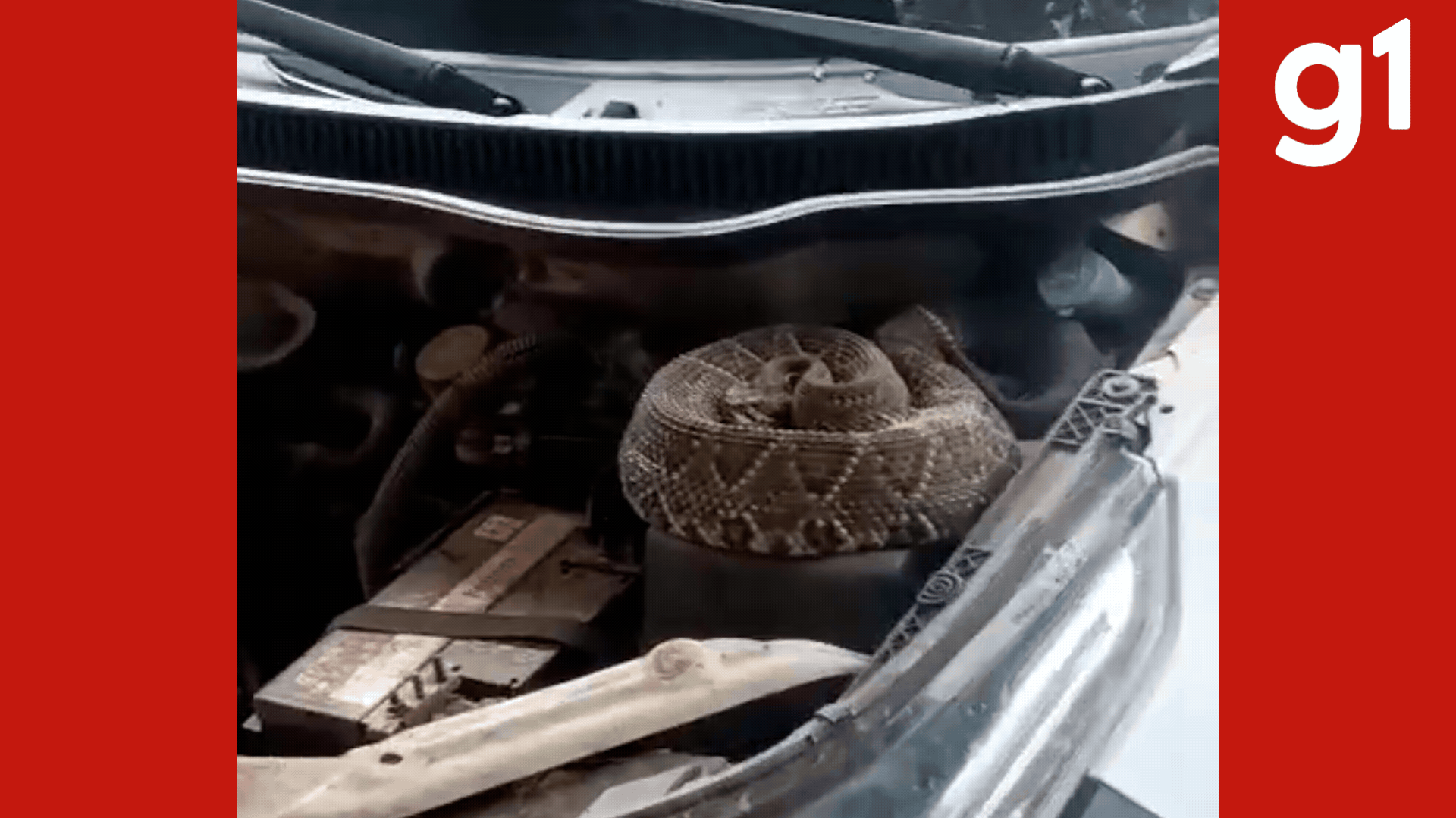 VÍDEO: Cascavel de 1 metro é encontrada dentro de motor de carro de secretaria municipal em MT