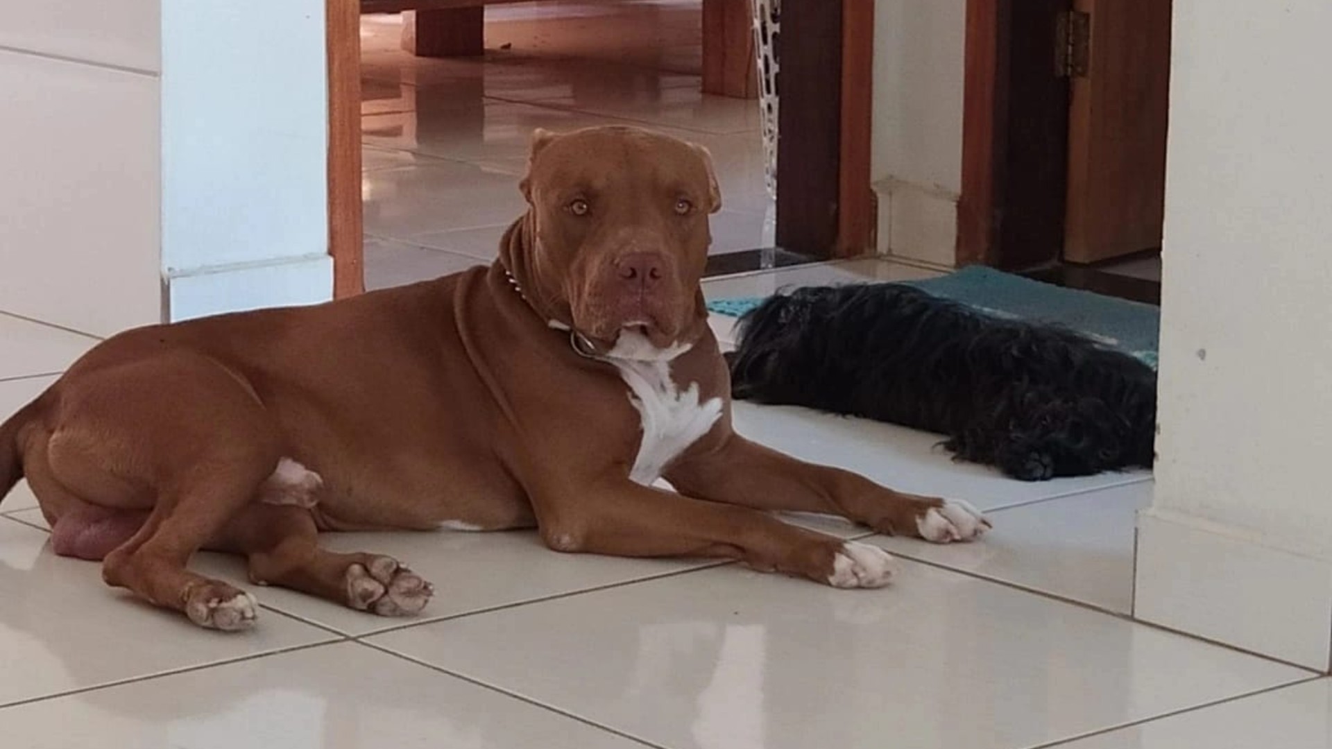 Padrasto mata a facadas pitbull de enteado durante briga familiar no interior de Minas