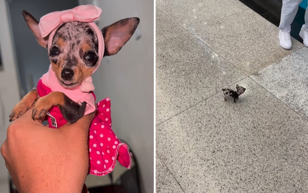 Cadela Charlotte e passeio da Pinscher por um shopping de Goinia  Foto: Reproduo/Redes Sociais