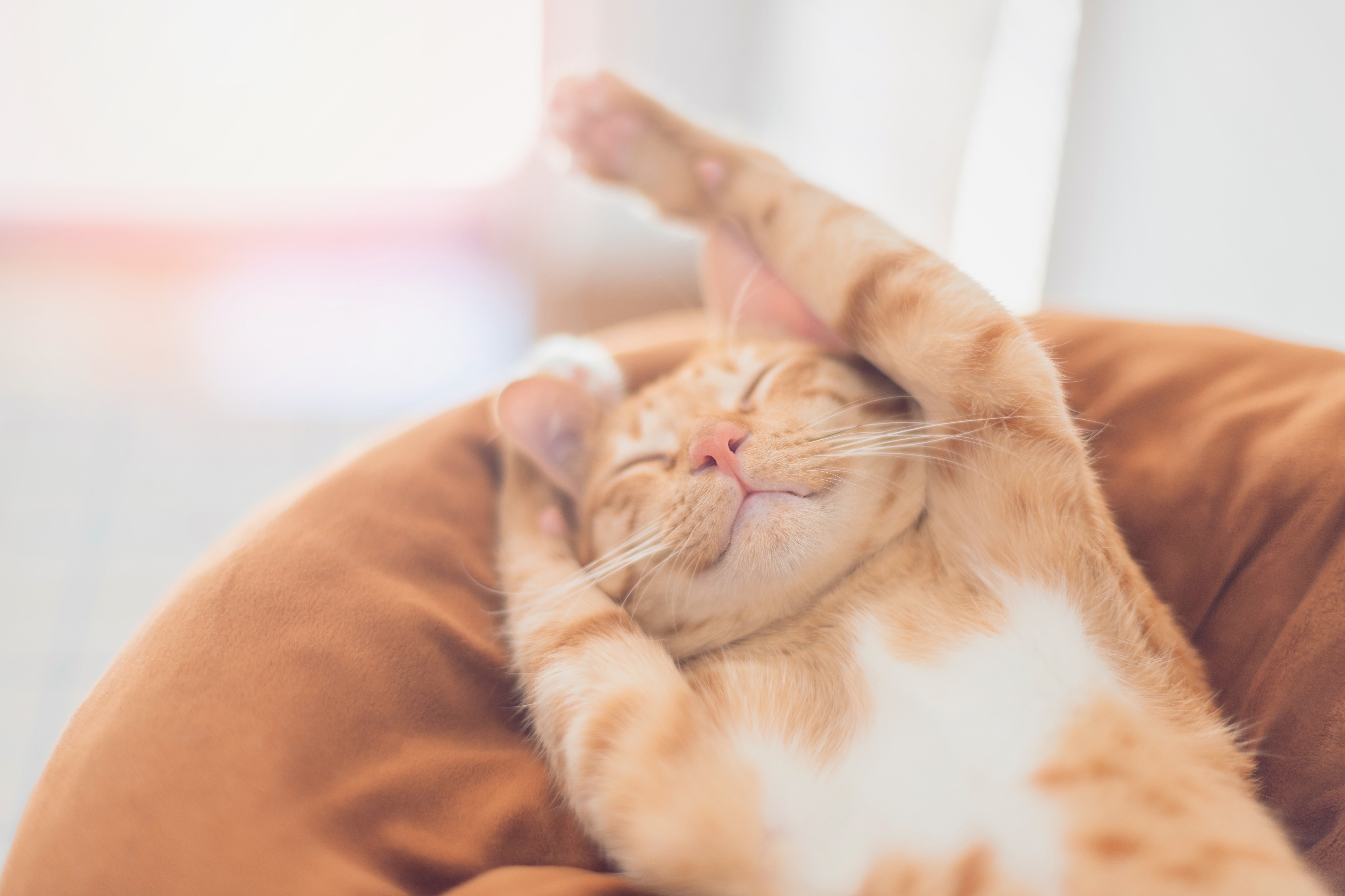 O que ter um gato faz com o seu cérebro - e com o dele