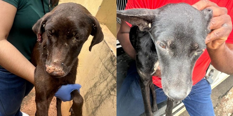 Cães foram encontrados com carrapatos na região da cabeça — Foto: Polícia Civil