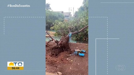Árvore cai durante chuva forte com ventania em Formoso do Araguaia