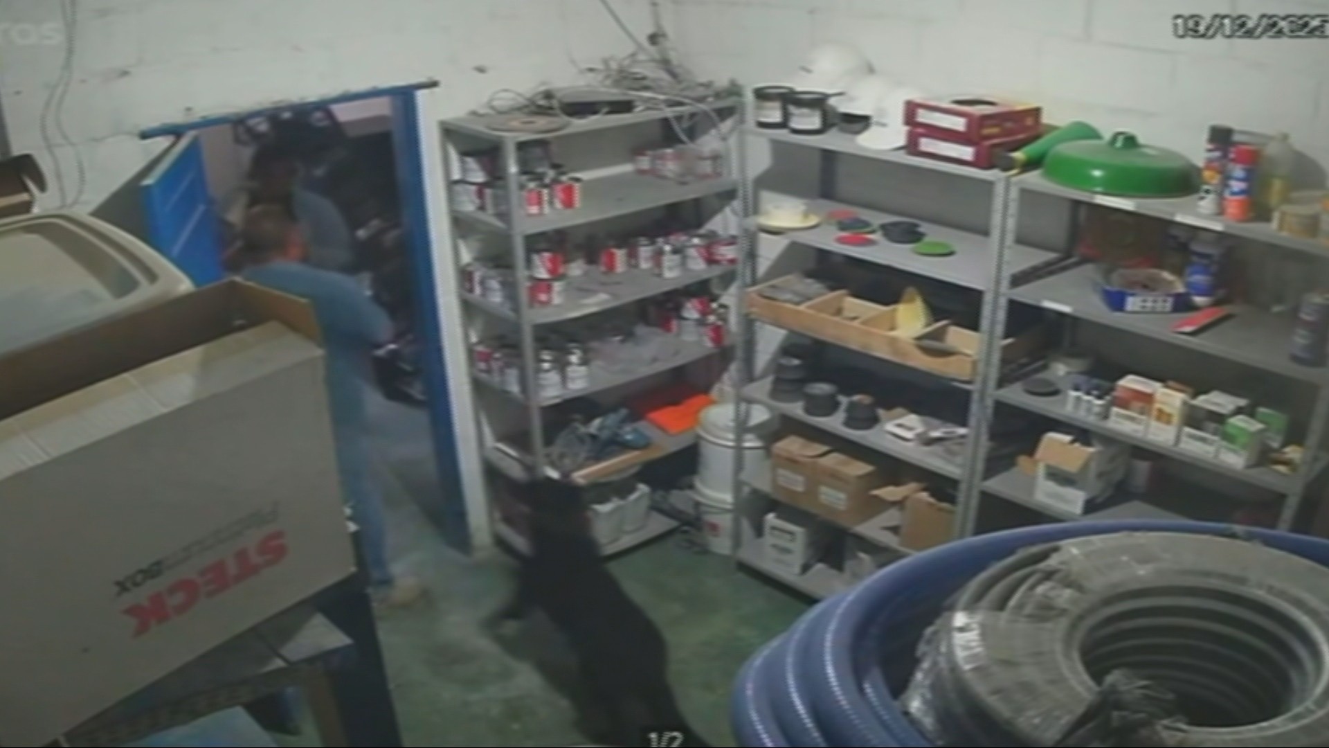 Cachorro impede furto em marmoraria e ajuda a deter suspeito em BH; VÍDEO