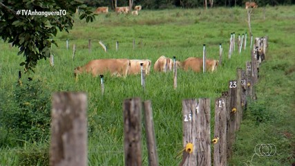 Período para proprietários de bovinos da Ilha do Bananal declararem rebanho está aberto