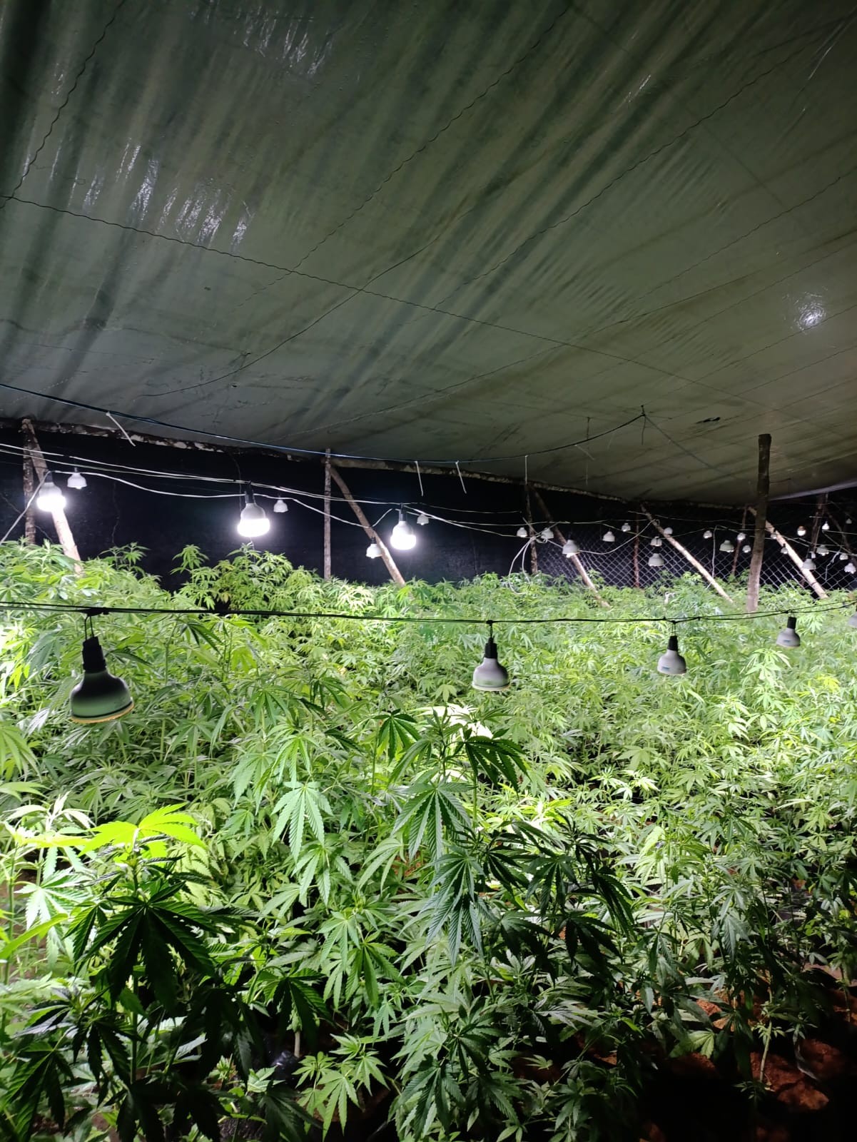 Polícia prende quadrilha e destrói estufas usadas para plantação de maconha em larga escala no interior de SP