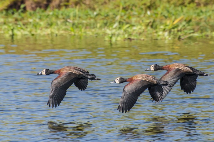 Casos de gripe aviária em aves no Parque Ibirapuera, SP