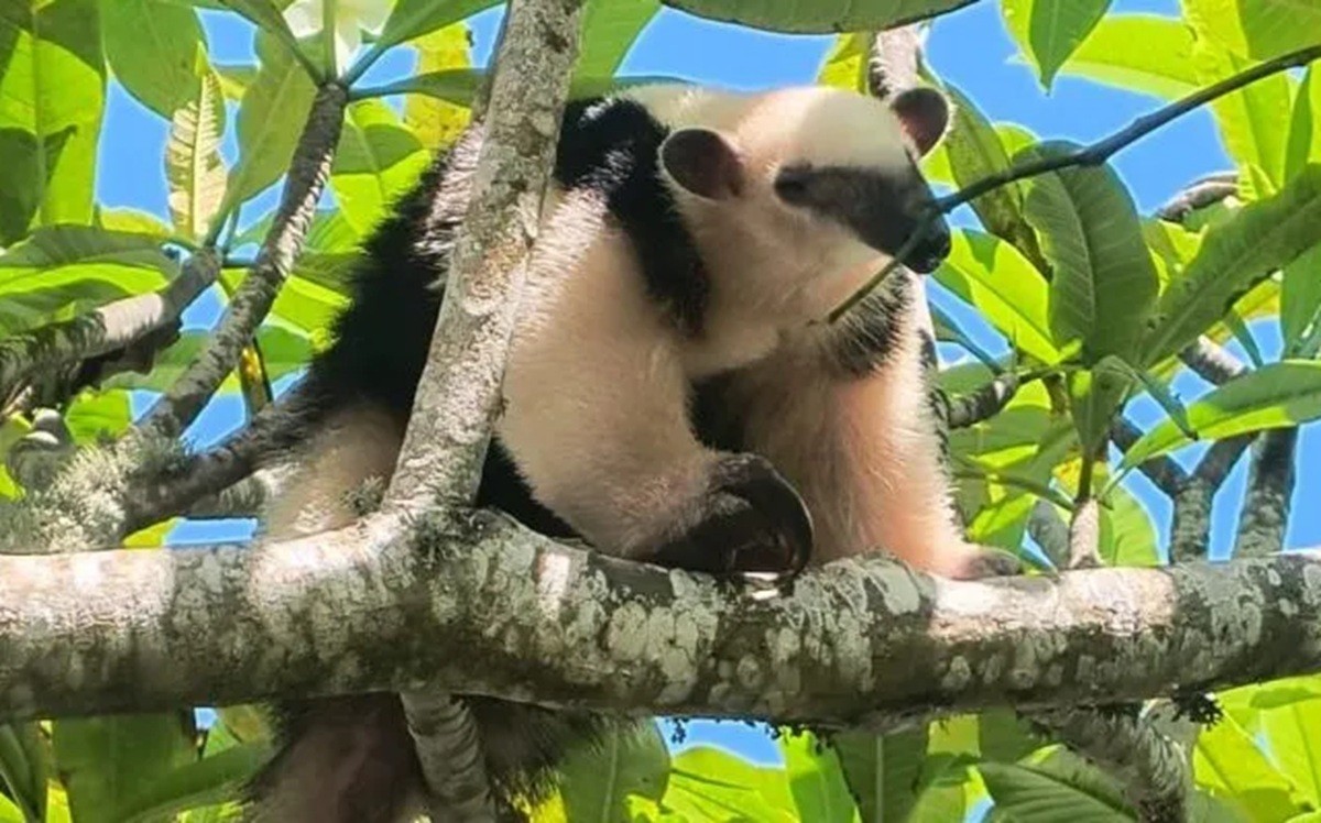 Animais silvestres são resgatados e devolvidos à natureza em Cabo Frio