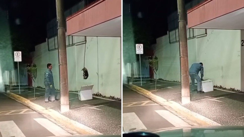 Tamanduá-mirim é resgatado pelo Corpo de Bombeiros dentro de escola de Garça (SP) — Foto: Reprodução/Facebook