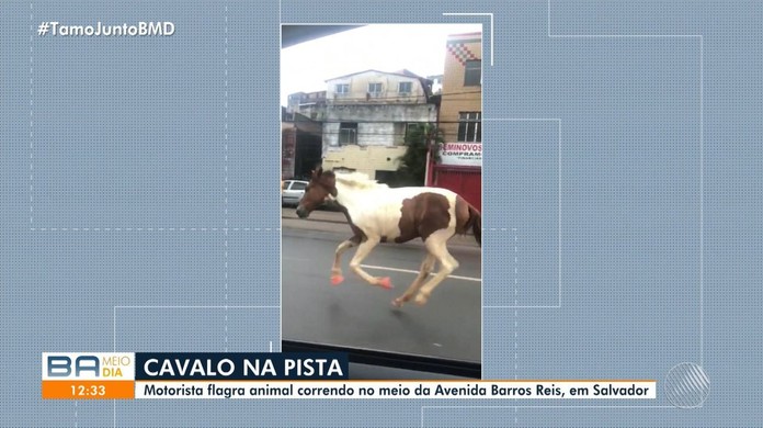Cavalo usa 'estratégia inteligente' para fugir do curral e vídeo se torna  viral nas redes sociais – Metro World News Brasil