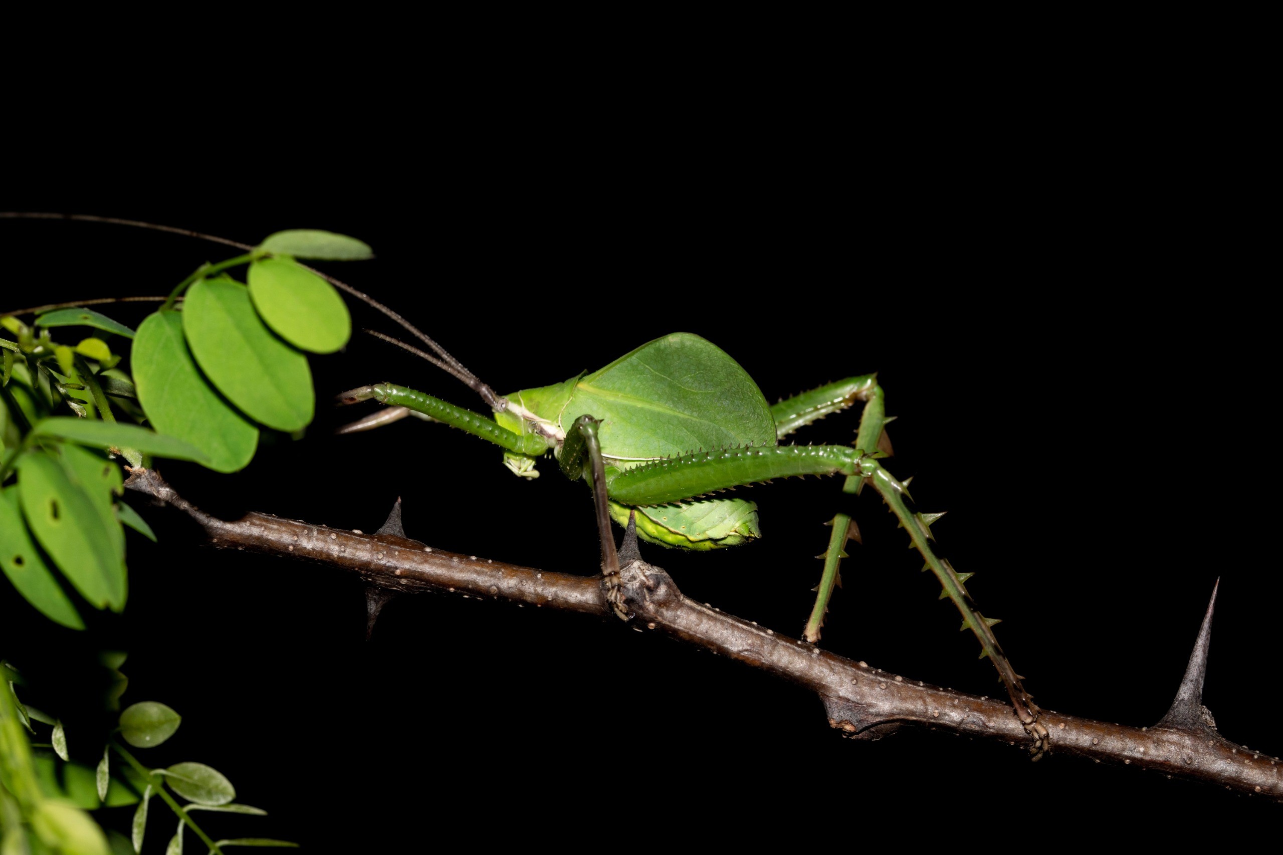 Nova espécie de esperança é descoberta na Caatinga e surpreende com espinhos metálicos