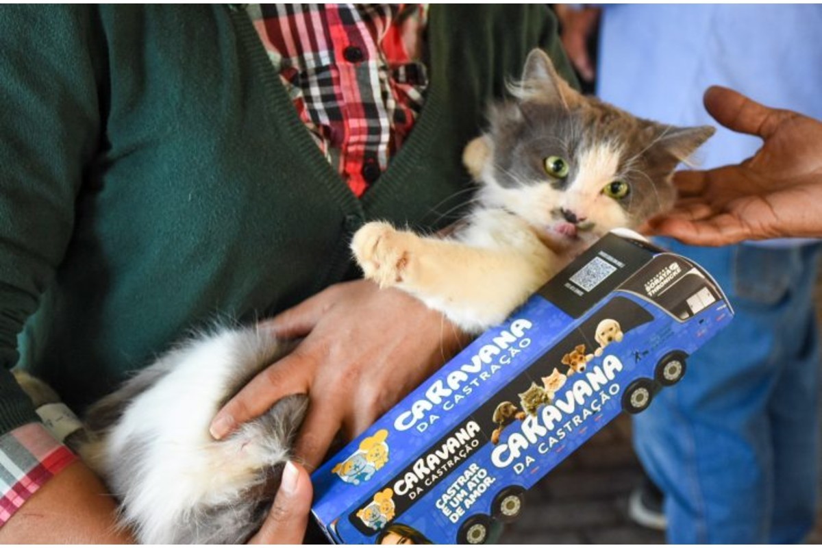 Projeto itinerante oferece castração e microchipagem gratuita para pets em MS; veja o calendário