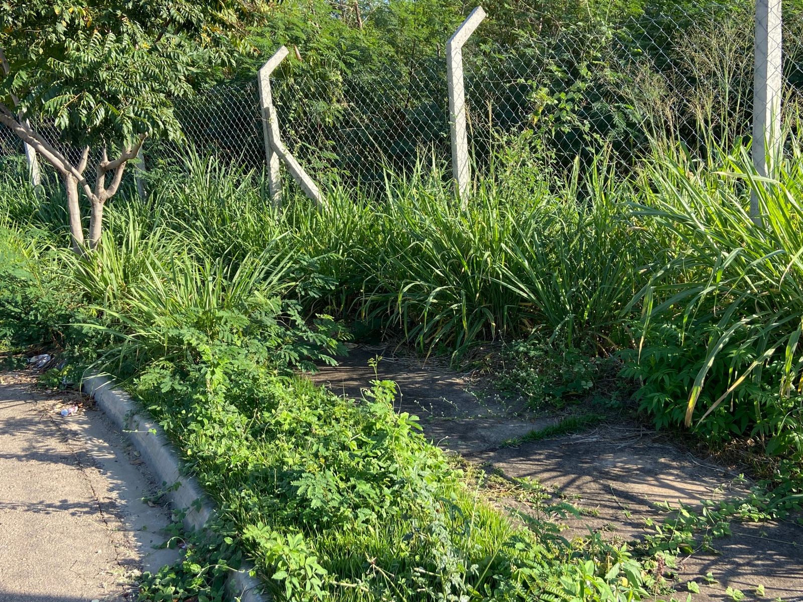 Aranhas, escorpiões e mato alto: moradores denunciam abandono de parque em Piracicaba