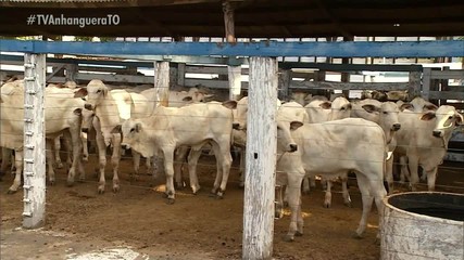 Saiba as principais notícias do agronegócio no Tocantins no Giro do Campo