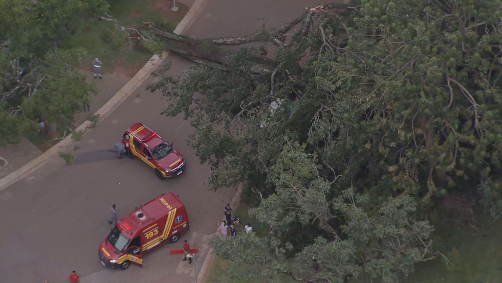 Árvore caída no Parque Ibirapuera — Foto: Reprodução