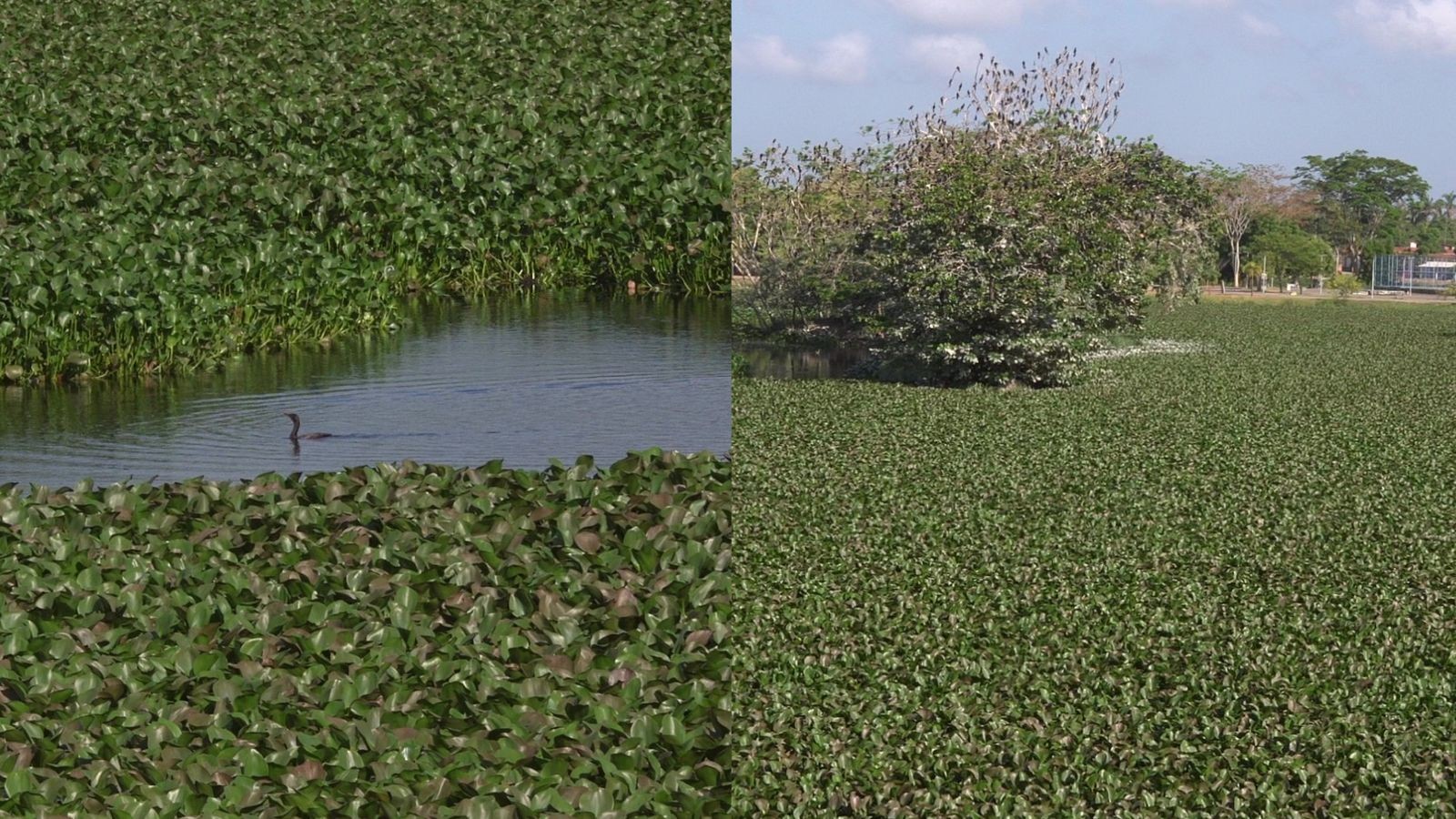 Aguapés cobrem lagoa em Teresina e indicam poluição por esgoto, diz biólogo
