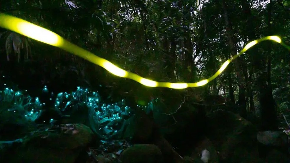 A região australiana de Illawarra é um ímã para os fenômenos brilhantes, devido à baixa poluição luminosa e alta umidade — Foto: David Finlay
