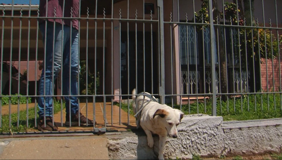 Família que adotou a cachorrinha entortou as grades do portão para ela poder sair e voltar de casa quando quer — Foto: Reprodução/RPC